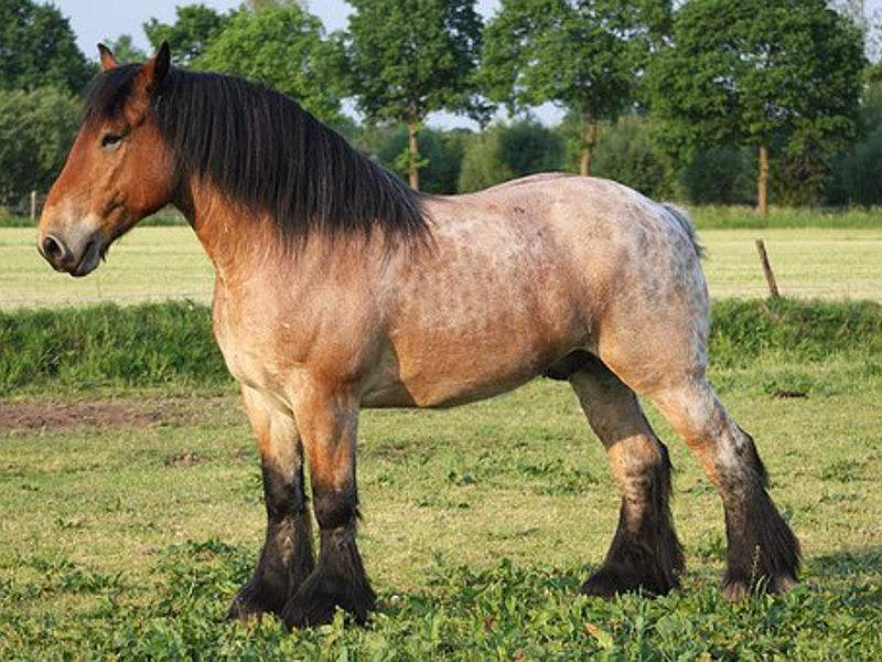Описание лошадей Арденской породы