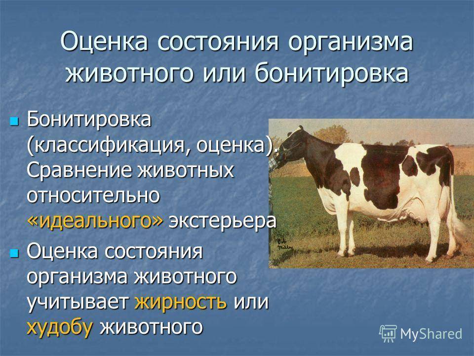 Среда крупного рогатого скота. Оценка коров по экстерьеру. Понятие об экстерьере сельскохозяйственных животных. Бонитировка коров. Оценка экстерьера КРС.