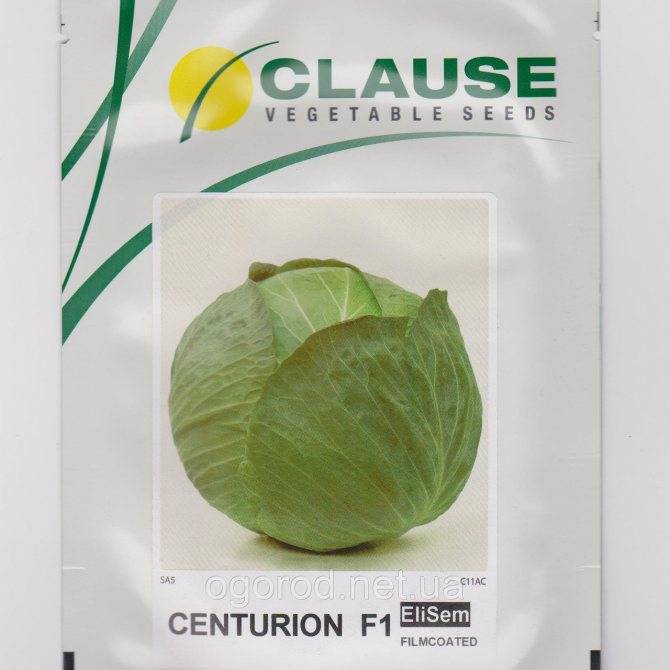 Бестселлер гибридов белокочанной капусты — центурион f1