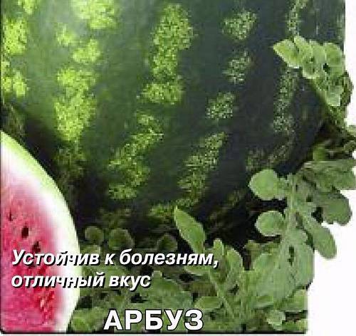 ᐉ арбуз продюсер: описание сорта, фото, правила выращивания, отзывы - zookovcheg.ru