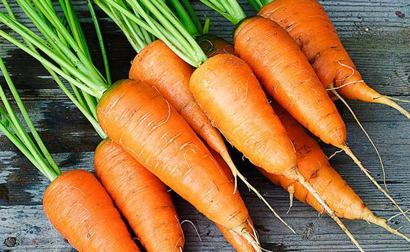 Лучшие сорта моркови: для хранения, ранние, крупные, сладкие, для сибири, подмосковья, урала, средней полосы, для открытого грунта