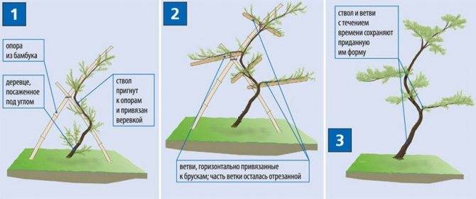 Схема обрезки ели обыкновенной для густоты