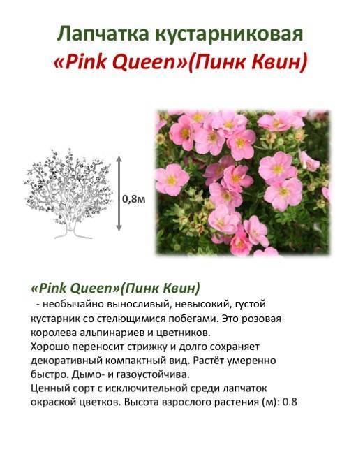 Лапчатка пинк принцесс (пинк квин): фото и описание - сад и огород