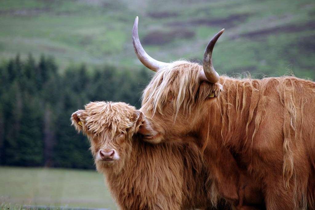 Голштины порода коров: особенности разведения и ухода. голштинская порода коров