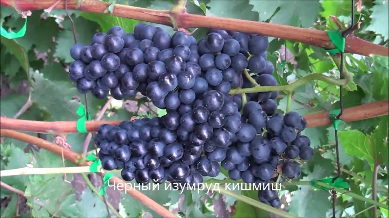 Виноград "кишмиш черный": описание сорта, фото