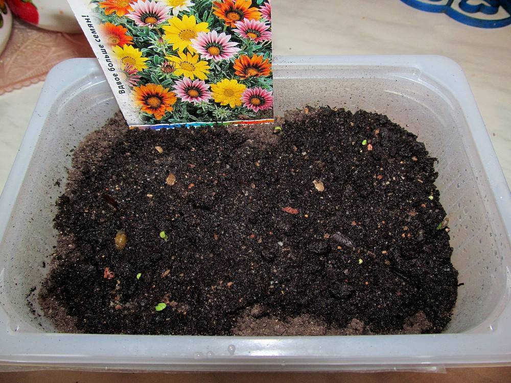 Цветок гацания: выращивание из семян и о том когда и как сажать