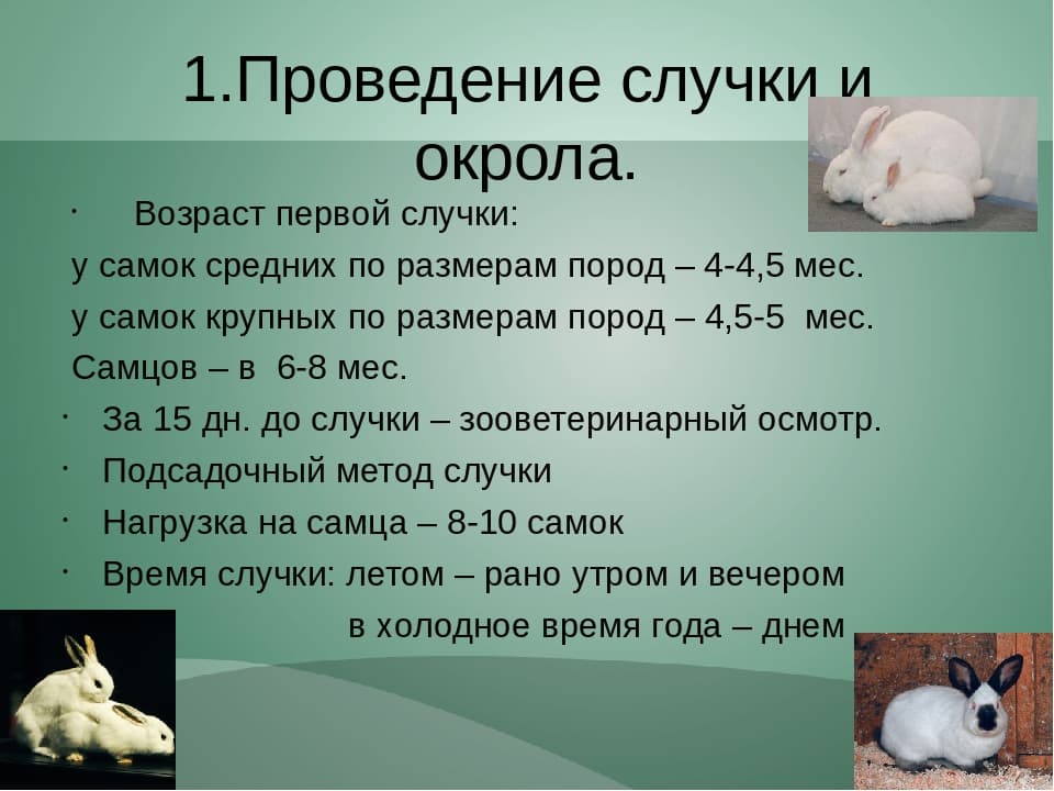 Как ухаживать за новорожденными крольчатами, уход и содержание крольчихи, можно ли трогать малышей