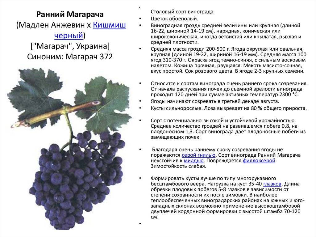 Винные сорта винограда описание сорта фото