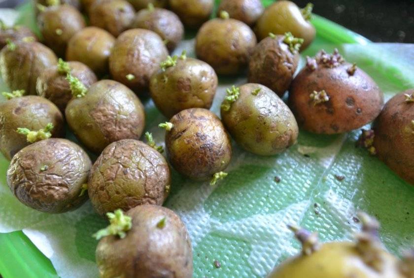 Проращивания картофеля перед посадкой — сроки и как правильно делать