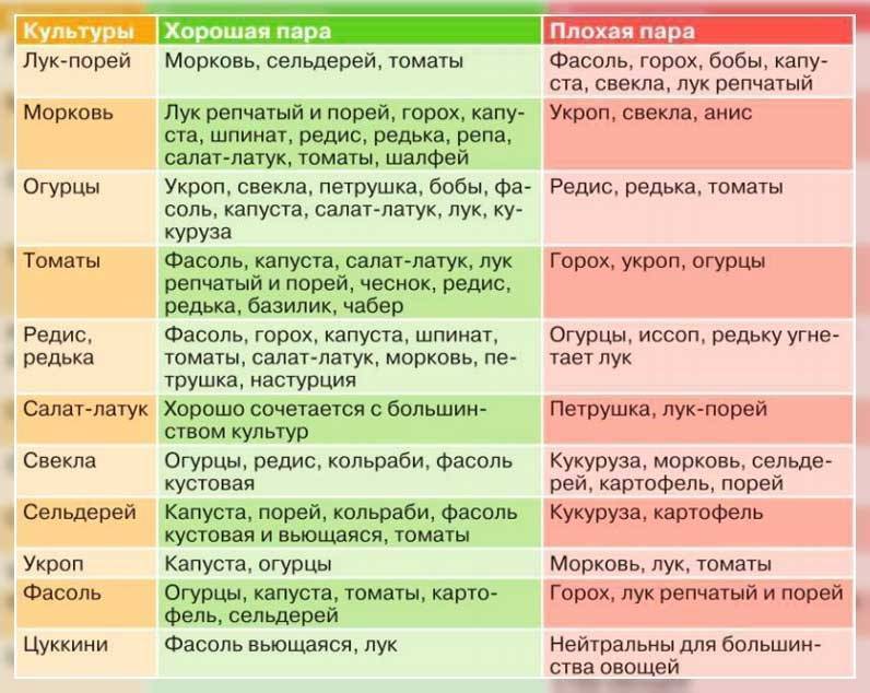 План посадки овощей на огороде по совместимости