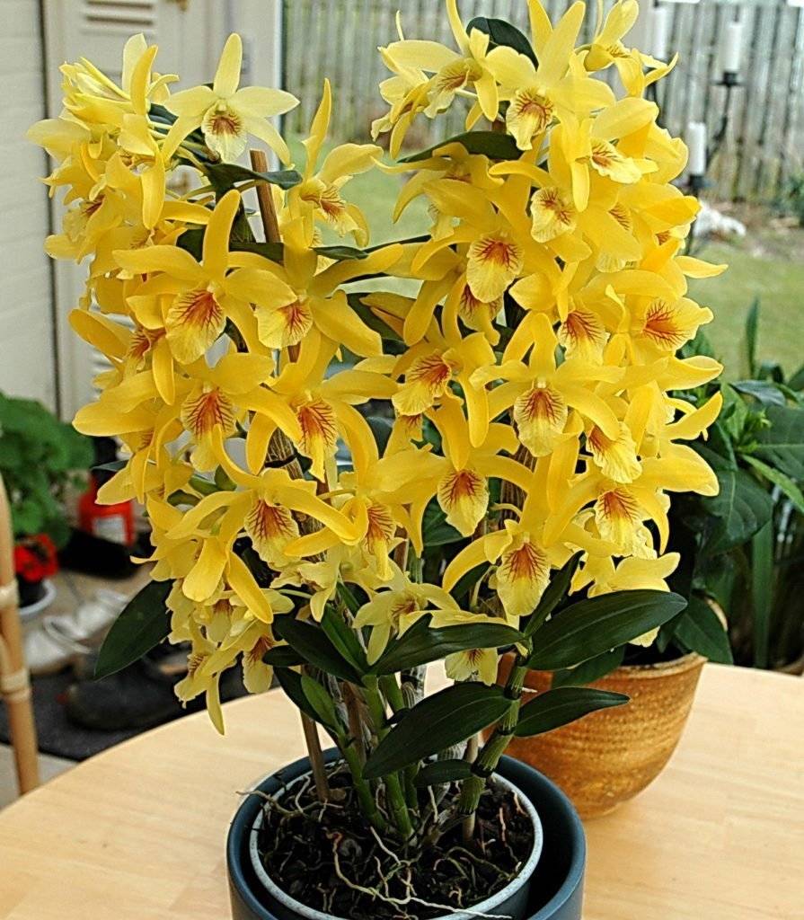 орхидея виды фото с названием дендробиум уход