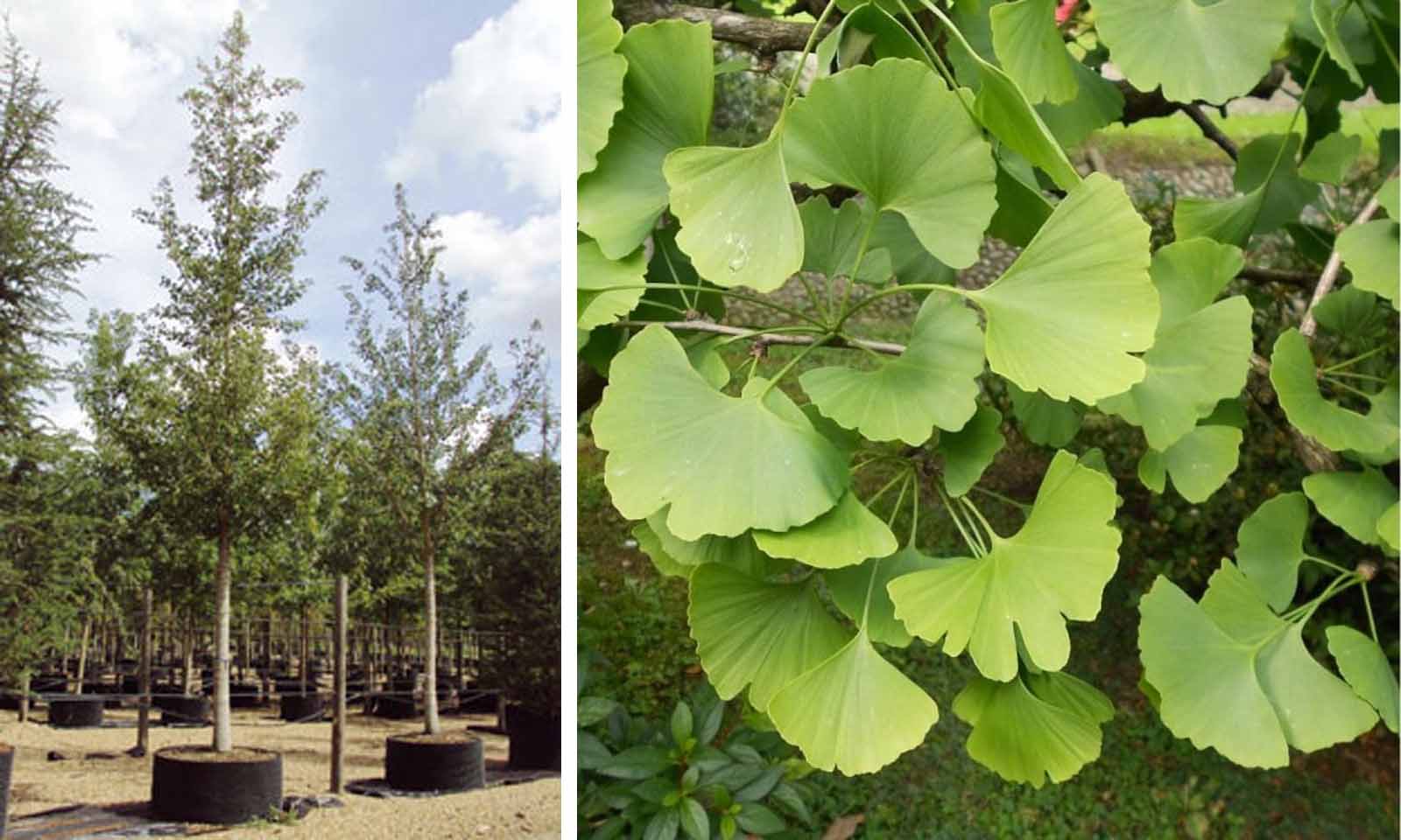 Китайское дерево гинкго билоба: особенности выращивания в саду