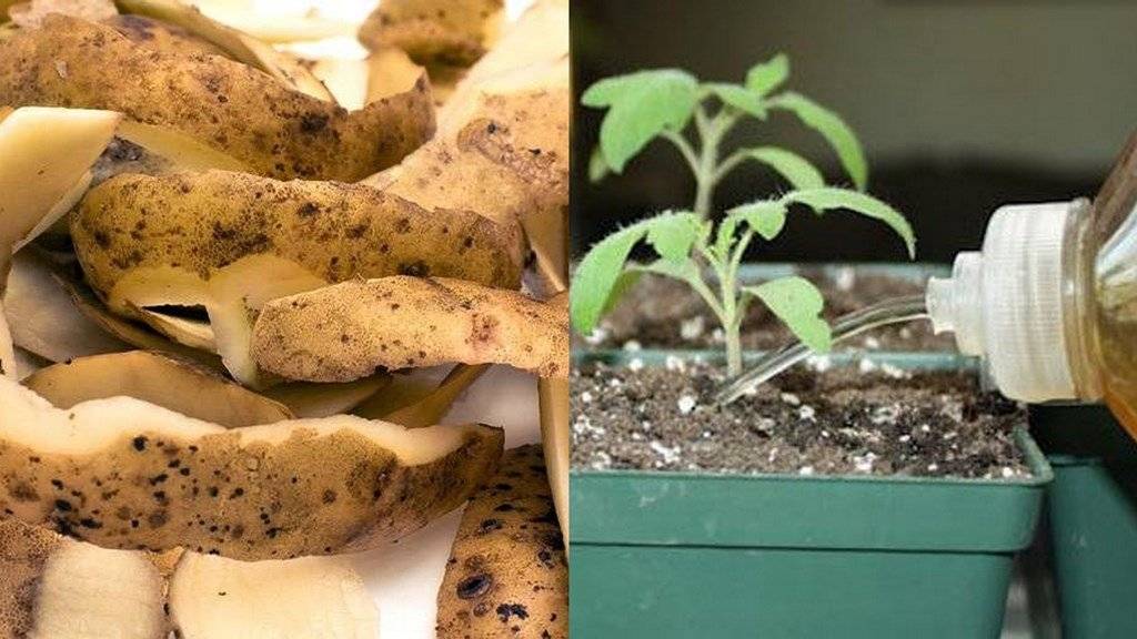 Подкормка смородины картофельными очистками: свойства, способы приготовления, когда и как правильно вносить удобрение