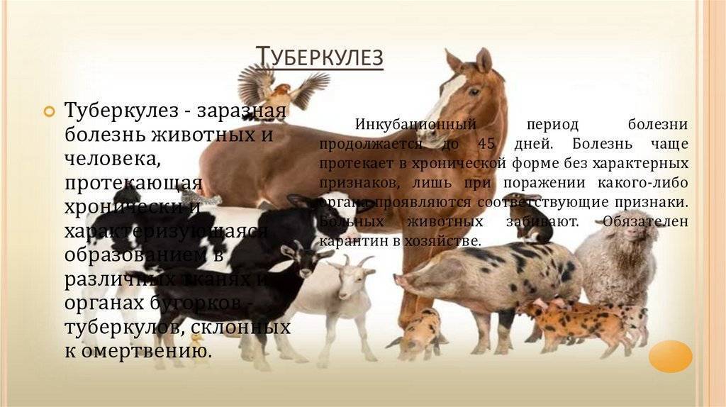 Патологическая анатомия, секционный курс, судебноветеринарная экспертиза