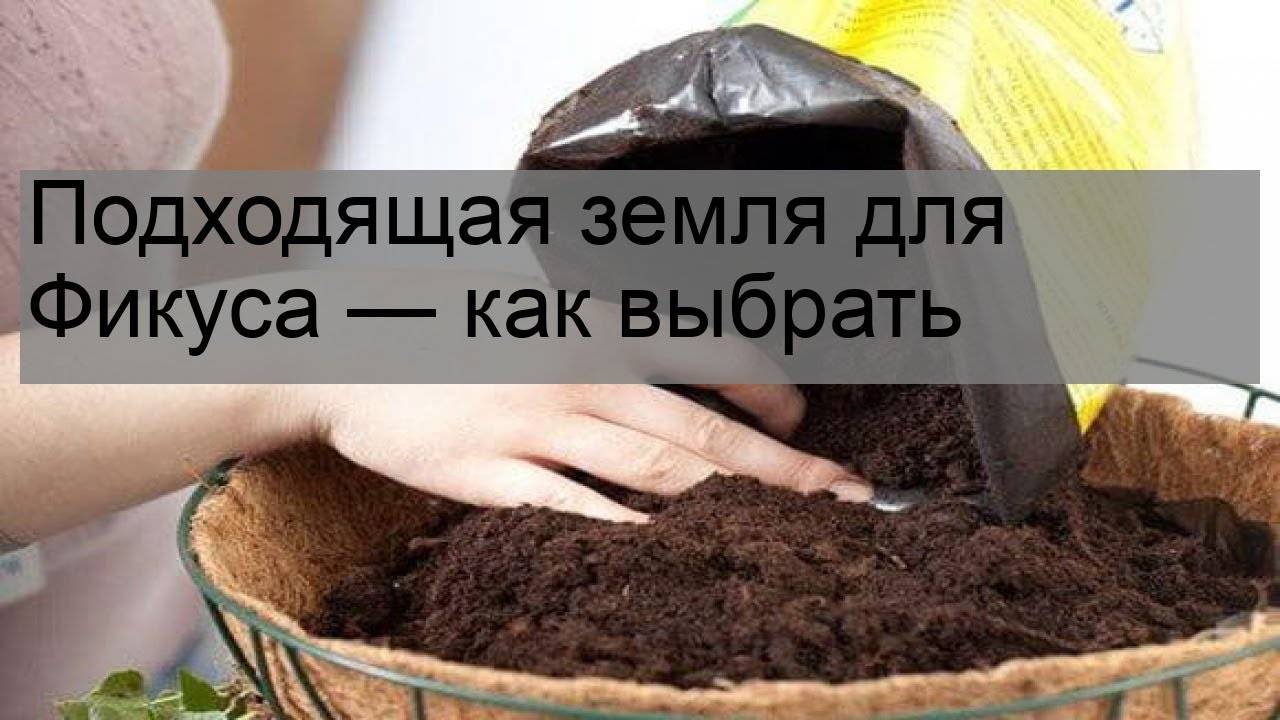 Земля для фикуса бенджамина и иных сортов культуры: какой грунт нужен для посадки растения, как сделать субстрат своими руками, как правильно сажать в почву?