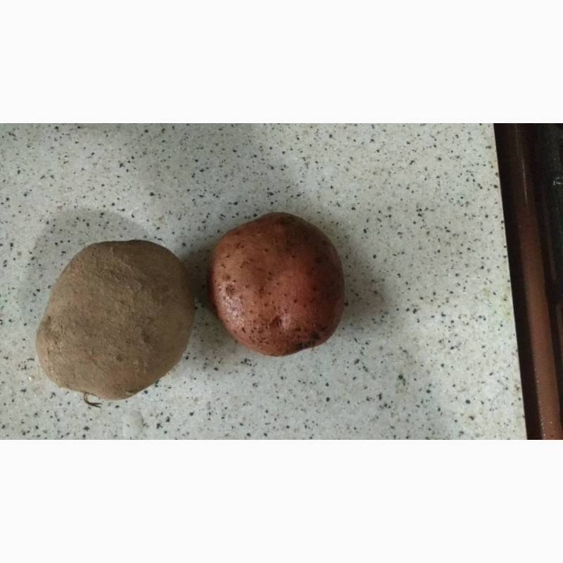 Картофель журавинка: описание сорта, фото, отзывы, особенности выращивания и уход