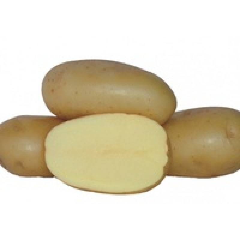 Характеристика, описание, урожайность, отзывы и фото сорта картофеля «агата».