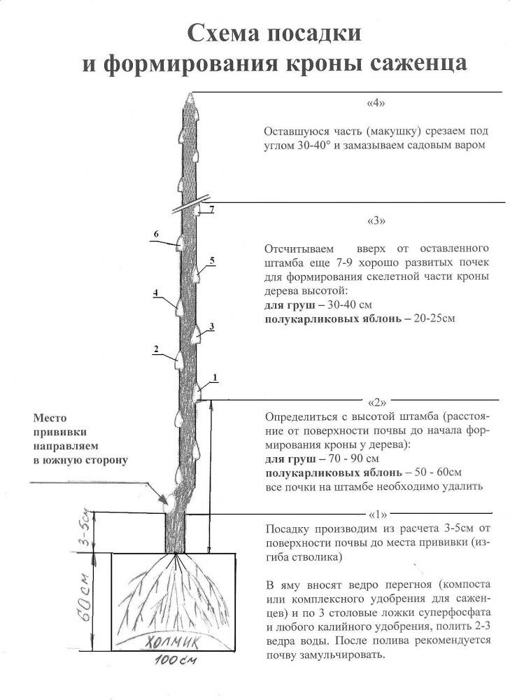 Схема посадки саженцев груши