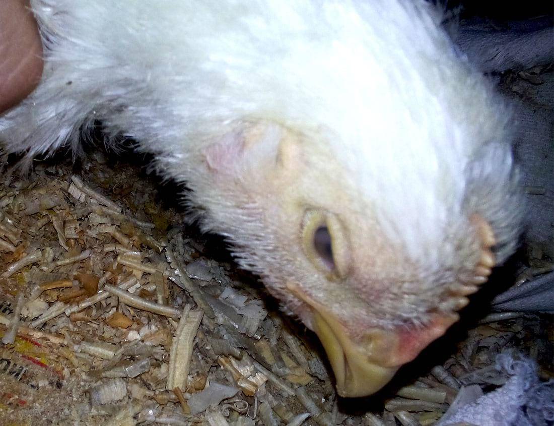 Почему дохнут цыплята: что делать и чем лечить