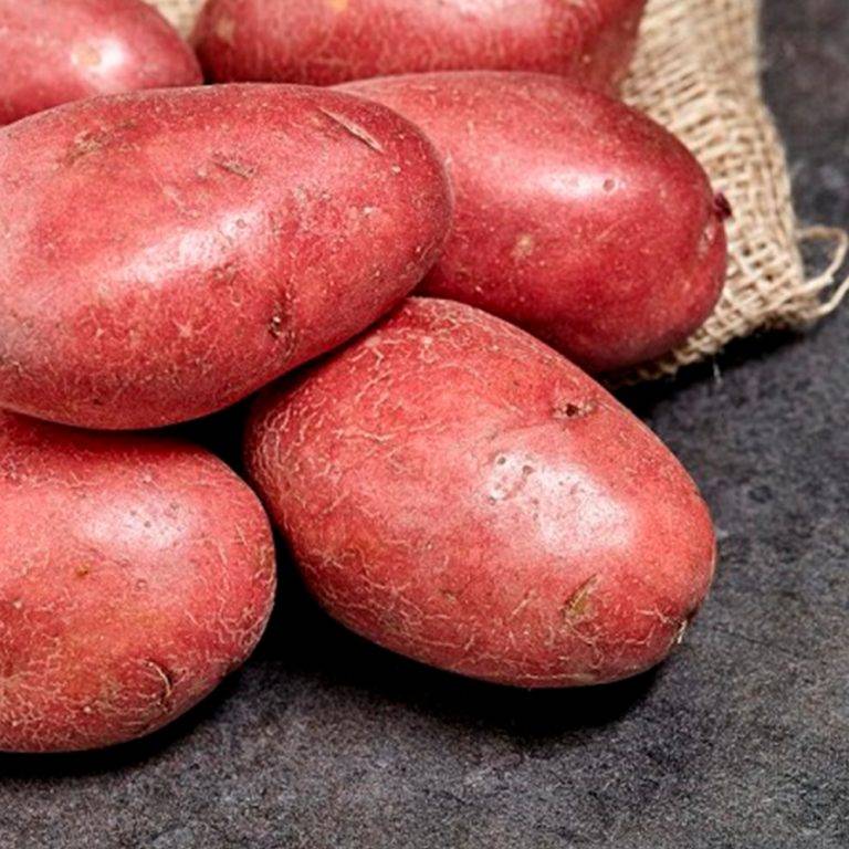 Сорт картофеля «краса» – описание и фото