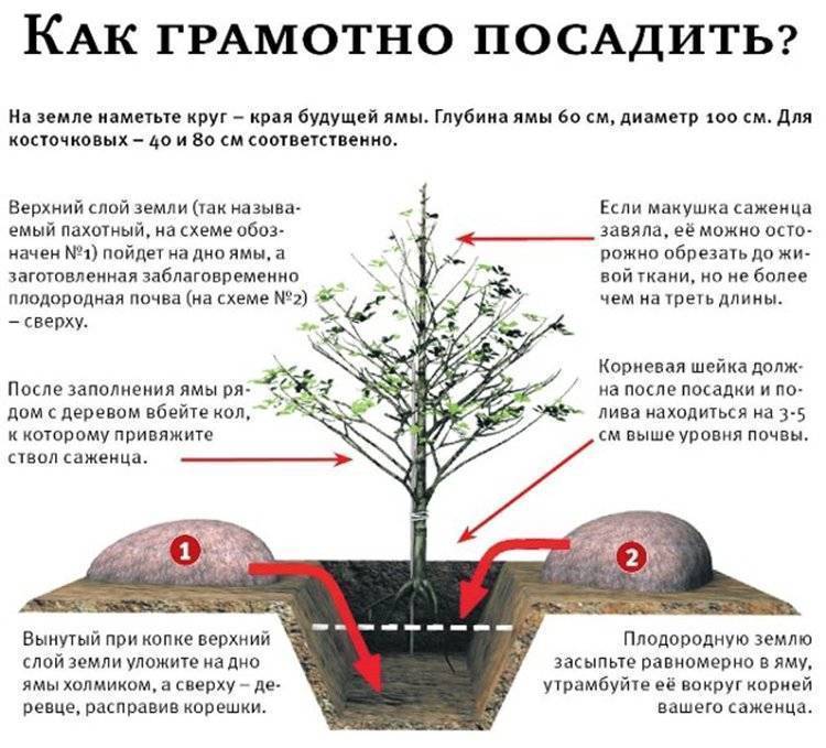 Как правильно посадить персик осенью во всех регионах россии: пошаговое руководство – сад и огород своими руками