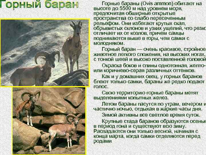 Алтайский горный баран красной книги россии – описание и фото