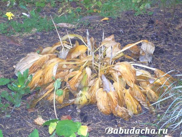 Нужно ли обрезать многолетники на зиму? плюсы и минусы осенней обрезки. какие цветы обрезать? фото — ботаничка.ru