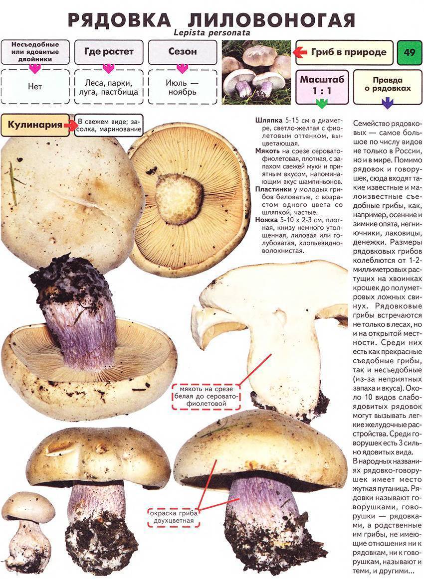 Определить съедобный гриб по фото
