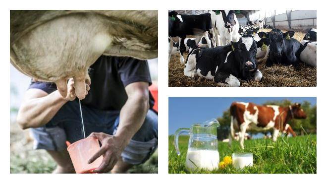 Почему горчит молоко у коровы: причины и что делать, как вернуть нормальный вкус