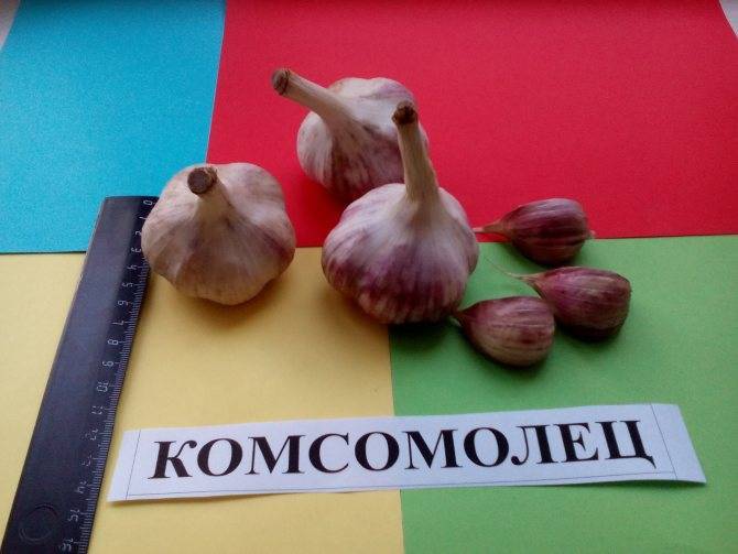 Озимый сорт чеснока Комсомолец: отзывы + фото