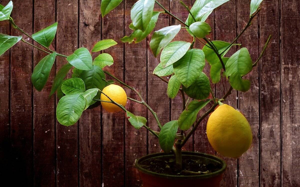 Лимон ташкентский: описание сорта, особенности выращивания