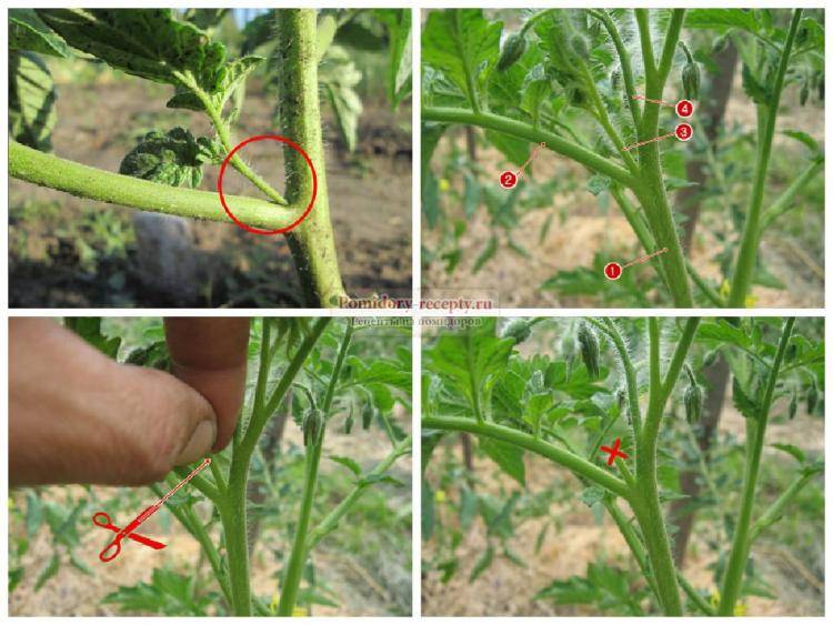 Как правильно пасынковать томаты в теплице и открытом грунте: где оставлять завязь