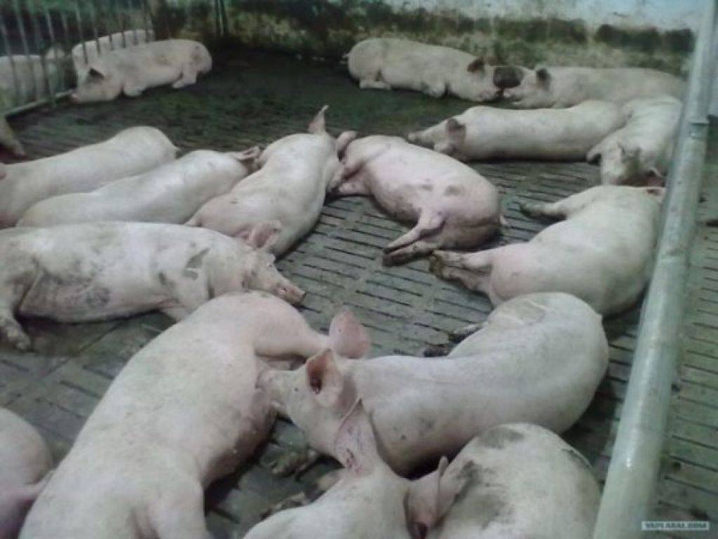 Как расшифровать сон о свиньях — 50 верных значения