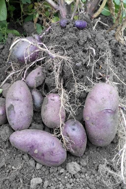 Популярные сорта фиолетового картофеля