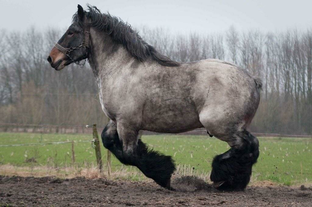 Арденская порода лошадей: описание и фото