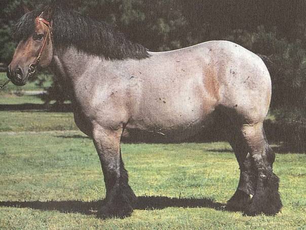 Породы хладнокровных лошадей: тяжеловозы