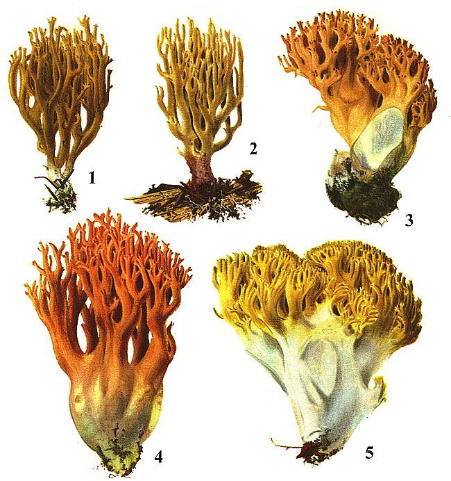 Гриб рогатик, как приготовить. описание гриба оленьи рожки (рогатика желтого), места распространения