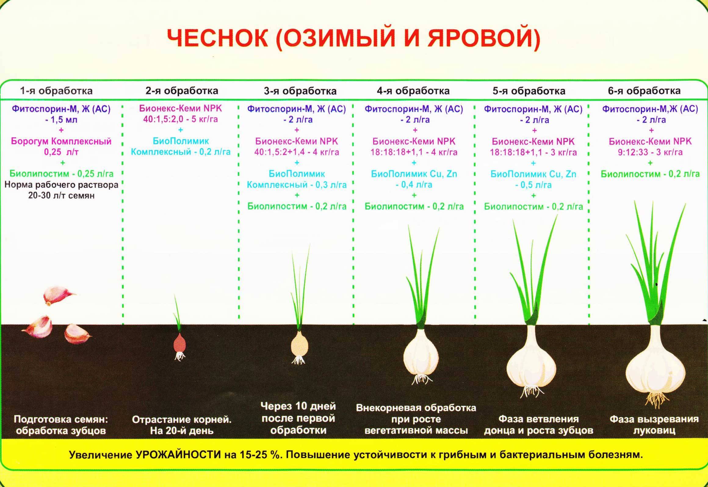 Как подготовить грядки осенью к посадке весной, чем обработать от вредителей и болезней