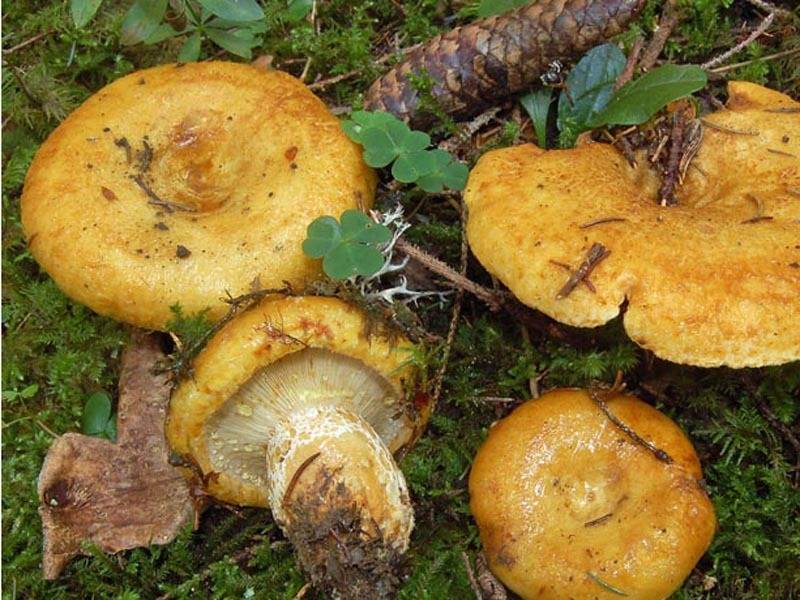 Белый груздь: описание и фото, опасные двойники