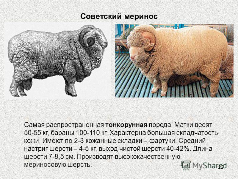 Овцы меринос: описание породы, содержание и уход
