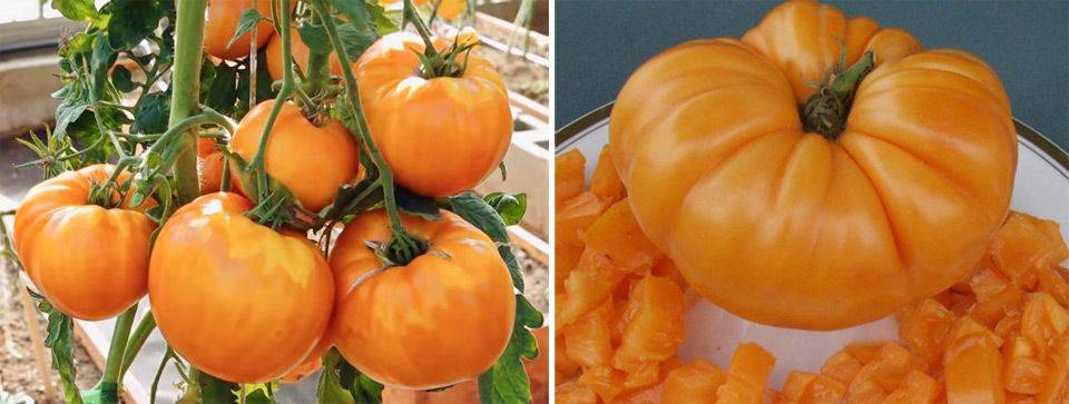 Томат амана оранж (amana orange, амана оранжевая): характеристика, урожайность