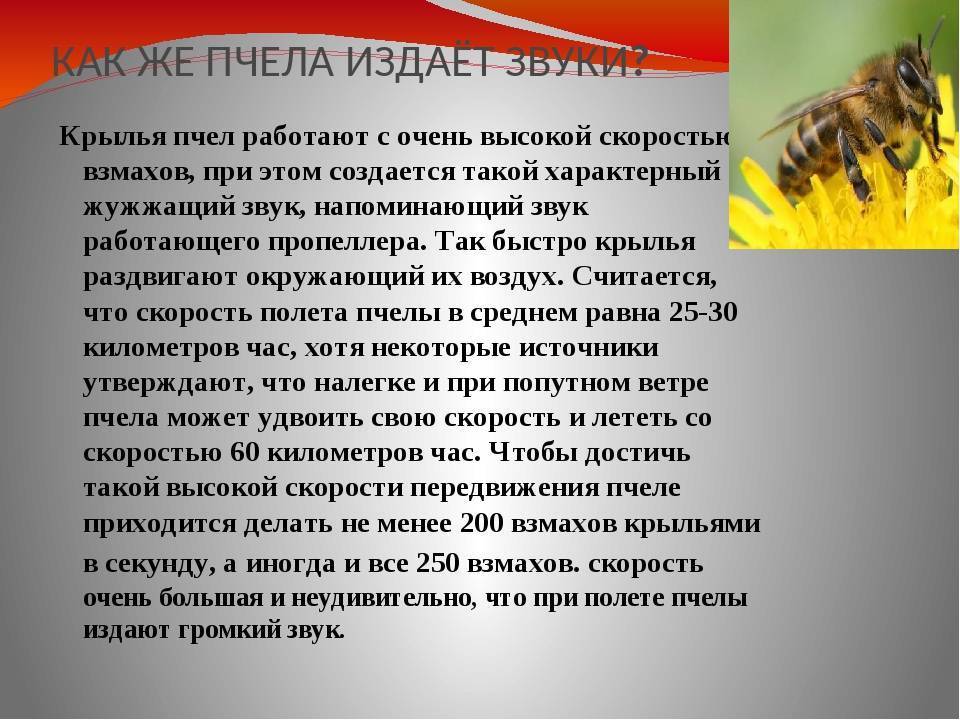 Строение пчелы: сколько ног, чем дышит, длина тела, сколько лап, внутреннее строение, форма тела, анатомия пчелы