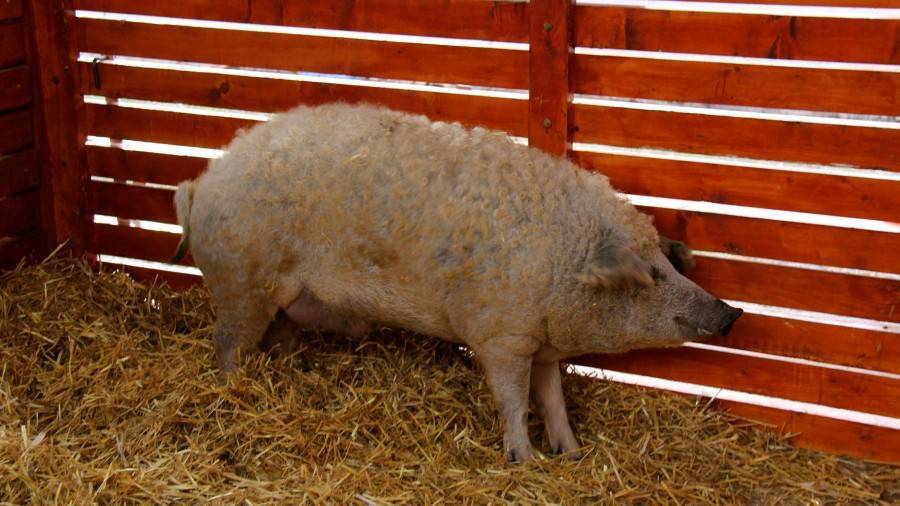 Свинья венгерская пуховая мангалица: описание породы, фото, содержание
