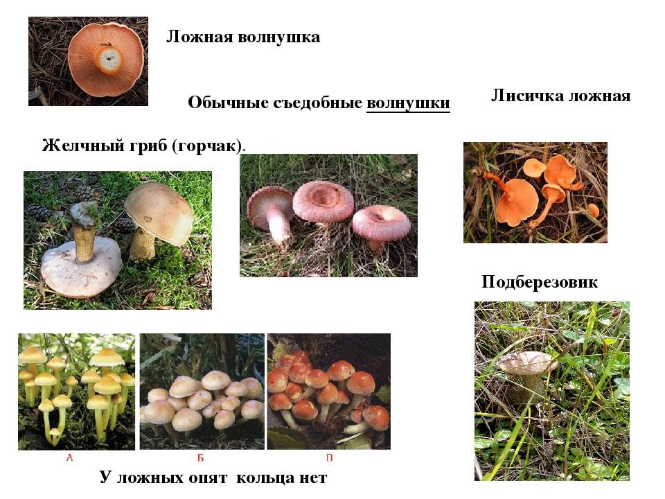 Грибы настоящие и ложные. Волнушки грибы съедобные и ложные. Гриб Рыжик и волнушка отличия. Грибы волнушки ложные. Ядовитый двойник волнушки.