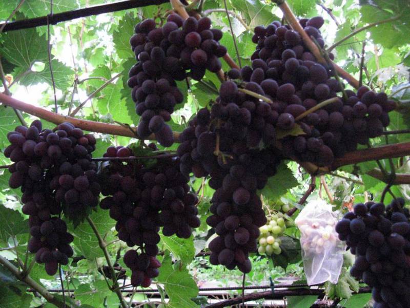 Сорт винограда юпитер- описание и достоинства
