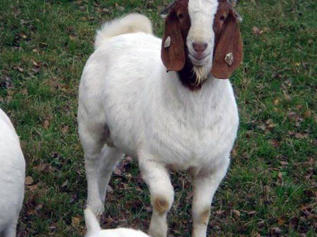 Ангорская коза: описание породы, фото, достоинства и недостатки разведения, отзывы