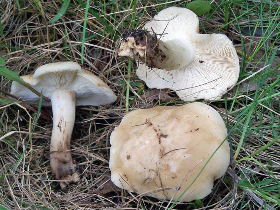 Майский гриб или рядовка майская - съедобный гриб. описание. фотоо