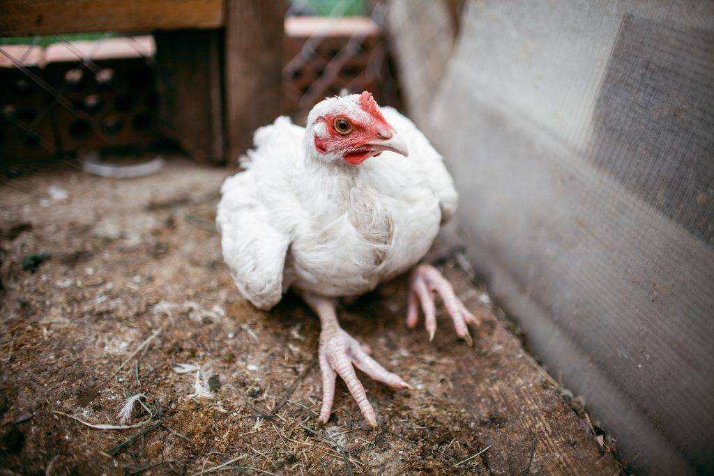 Почему у курицы отказывают ноги: как лечить и что делать