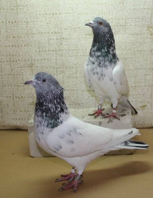 Пакистанские высоколетные голуби: описание породы с фото, особенности содержания