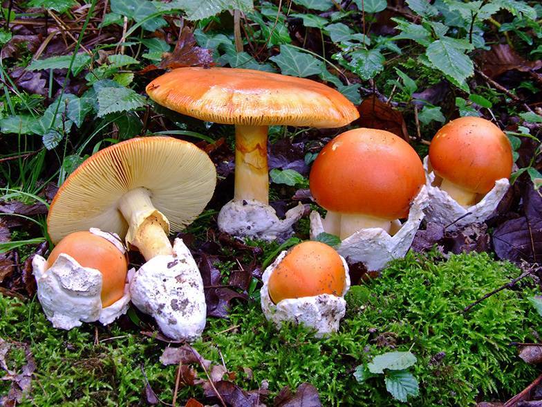 Цезарский гриб дальневосточный(amanita caesareoides).